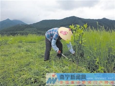 構樹種植